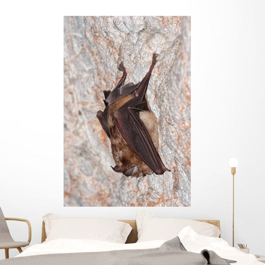 Horseshoe bat Wall Mural