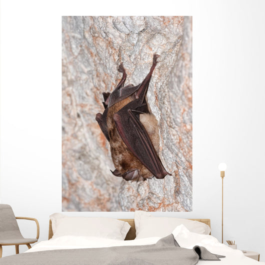 Horseshoe bat Wall Mural