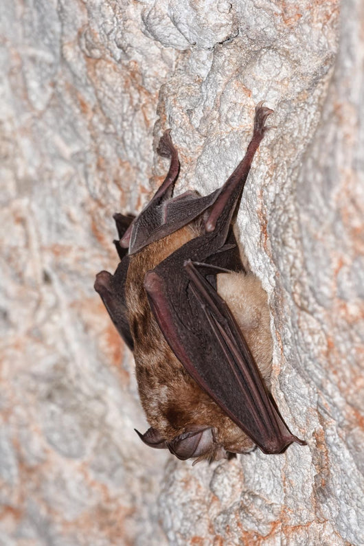 Horseshoe bat Wall Mural