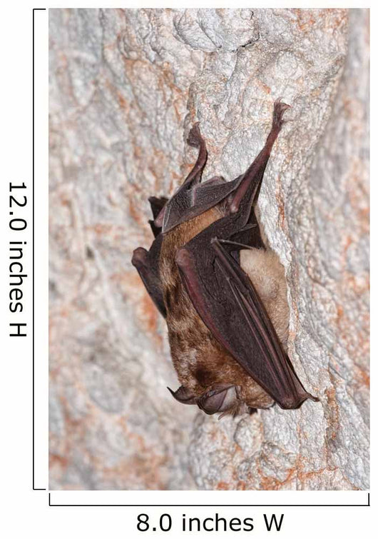 Horseshoe bat Wall Mural
