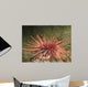 Red Sea Urchin (Strongylocentrotus franciscanus) Wall Mural