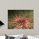 Red Sea Urchin (Strongylocentrotus franciscanus) Wall Mural