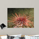 Red Sea Urchin (Strongylocentrotus franciscanus) Wall Mural
