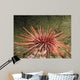Red Sea Urchin (Strongylocentrotus franciscanus) Wall Mural