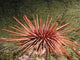 Red Sea Urchin (Strongylocentrotus franciscanus) Wall Mural