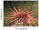 Red Sea Urchin (Strongylocentrotus franciscanus) Wall Mural