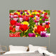 Tulip field Wall Mural