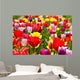 Tulip field Wall Mural