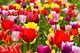 Tulip field Wall Mural