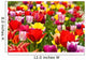 Tulip field Wall Mural