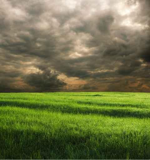 Grassland Wall Decal