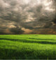 Grassland Wall Decal