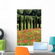 Cypress, Field of Poppies, Tuscany, Italy Wall Mural