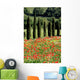 Cypress, Field of Poppies, Tuscany, Italy Wall Mural