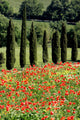 Cypress, Field of Poppies, Tuscany, Italy Wall Mural