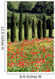 Cypress, Field of Poppies, Tuscany, Italy Wall Mural
