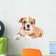 Cute puppy of English Bulldog Wall Decal