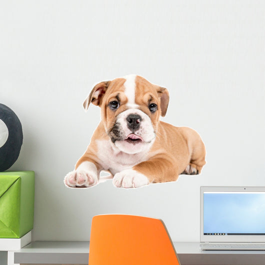 Cute puppy of English Bulldog Wall Decal