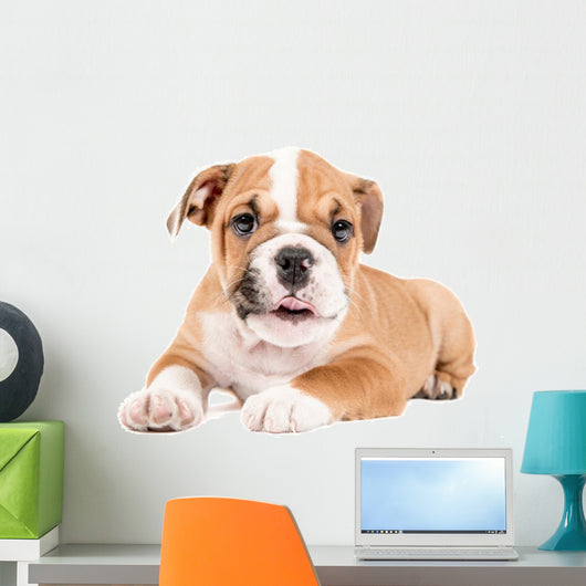 Cute puppy of English Bulldog Wall Decal