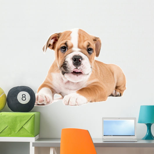 Cute puppy of English Bulldog Wall Decal