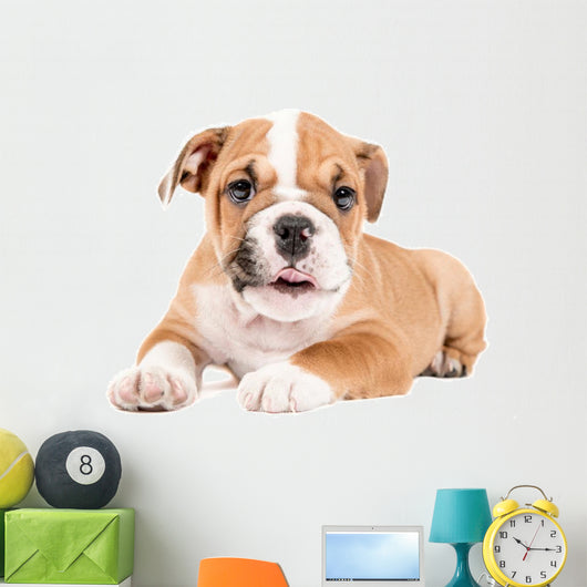 Cute puppy of English Bulldog Wall Decal