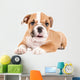 Cute puppy of English Bulldog Wall Decal