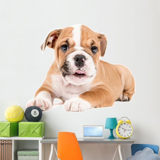 Cute puppy of English Bulldog Wall Decal