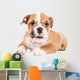 Cute puppy of English Bulldog Wall Decal