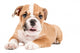 Cute puppy of English Bulldog Wall Decal