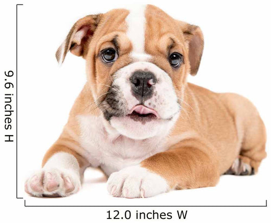 Cute puppy of English Bulldog Wall Decal