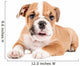 Cute puppy of English Bulldog Wall Decal