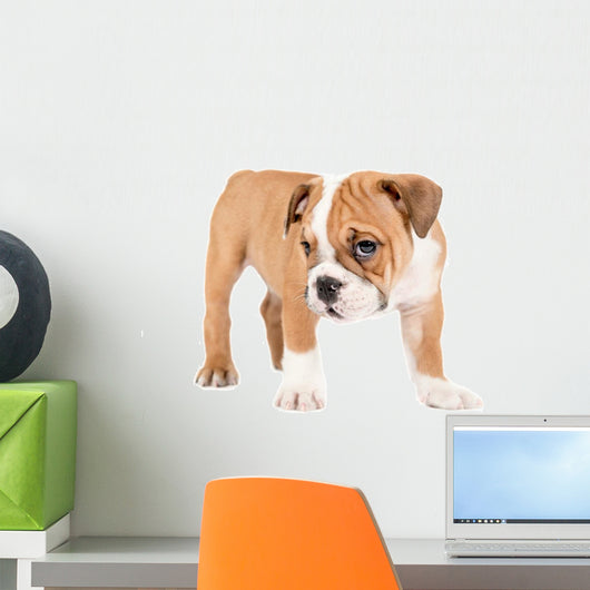 Little english bulldog puppy Wall Decal