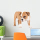 Little english bulldog puppy Wall Decal