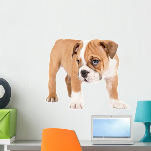 Little english bulldog puppy Wall Decal