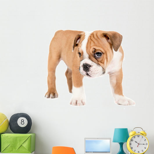 Little english bulldog puppy Wall Decal