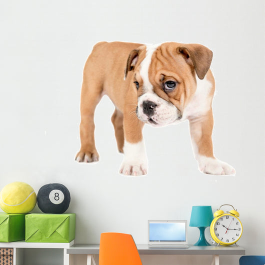 Little english bulldog puppy Wall Decal