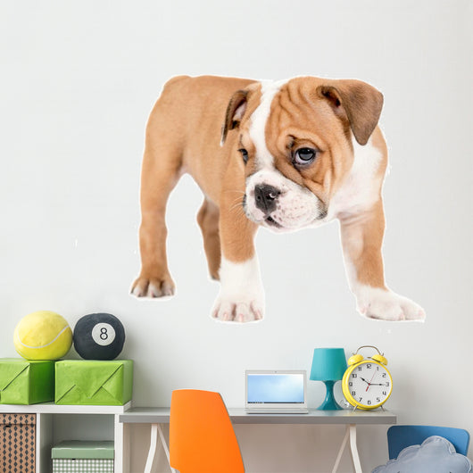 Little english bulldog puppy Wall Decal