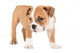 Little english bulldog puppy Wall Decal