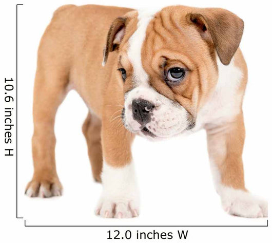 Little english bulldog puppy Wall Decal