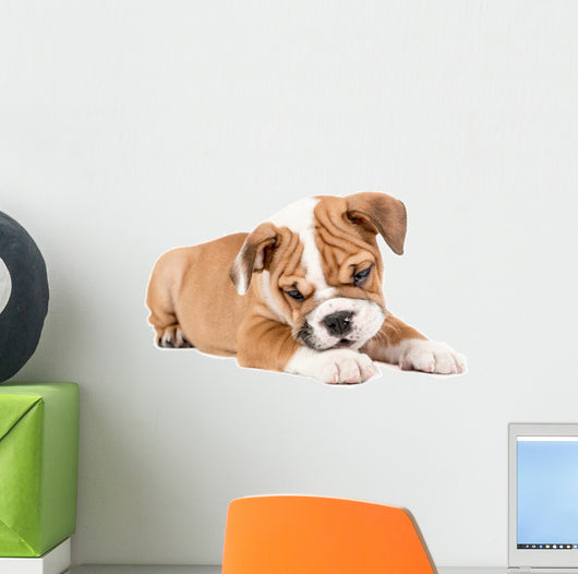 Cute puppy of English Bulldog Wall Decal