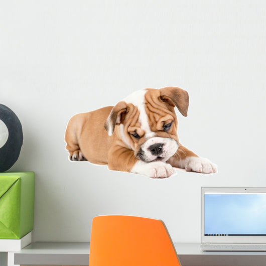 Cute puppy of English Bulldog Wall Decal