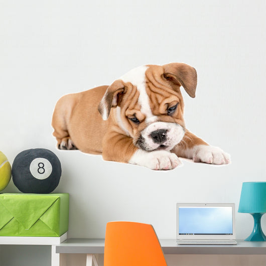 Cute puppy of English Bulldog Wall Decal