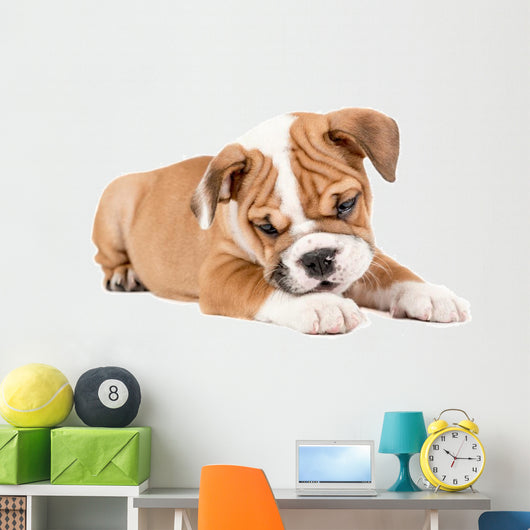Cute puppy of English Bulldog Wall Decal