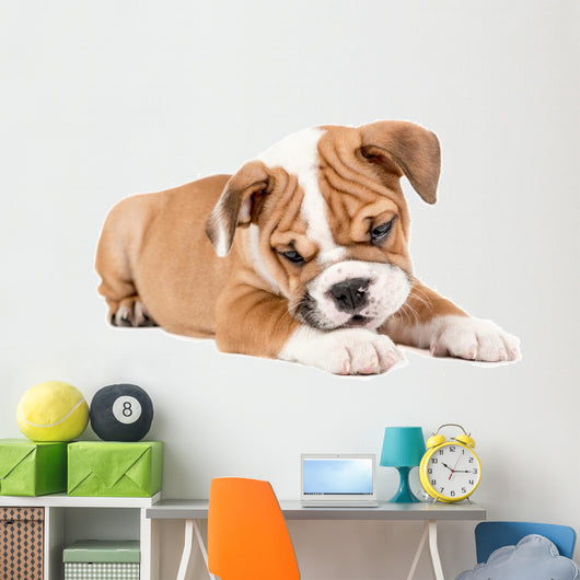 Cute puppy of English Bulldog Wall Decal