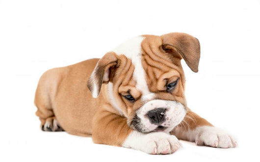 Cute puppy of English Bulldog Wall Decal