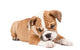 Cute puppy of English Bulldog Wall Decal