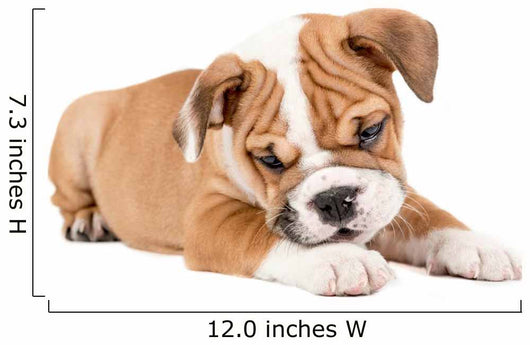 Cute puppy of English Bulldog Wall Decal