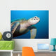 Turtle Wall Mural