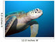 Turtle Wall Mural
