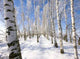 Frozen Birch Alley Winter Wall Decal Design 2
